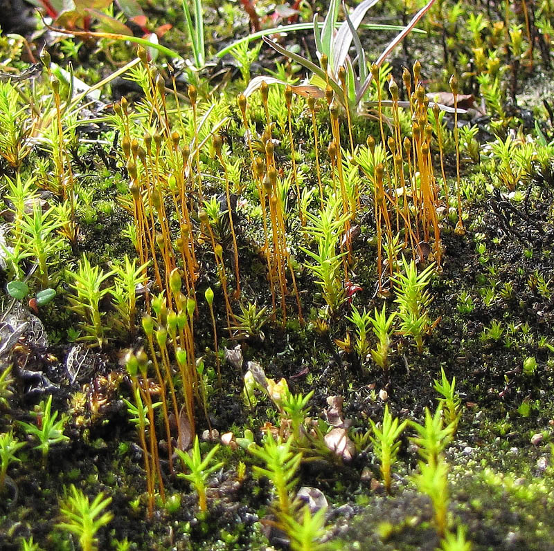 Tayloria lingulata